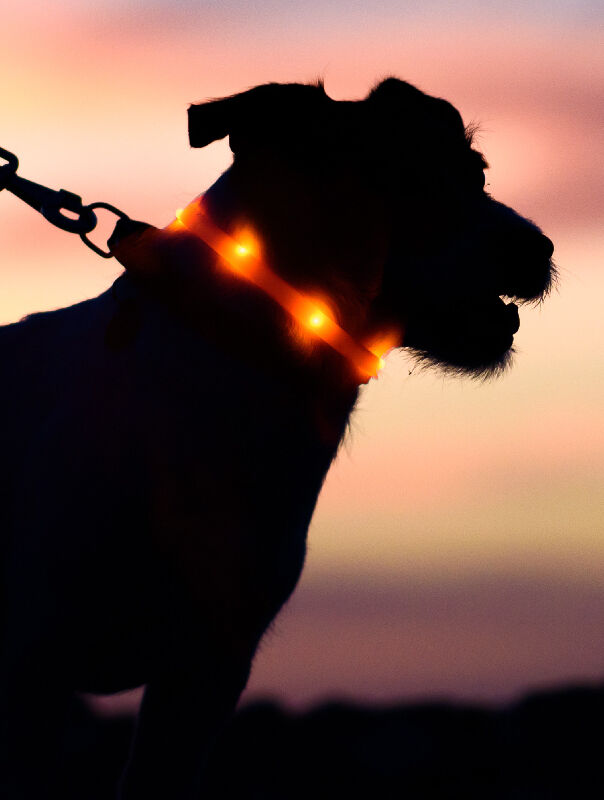 dog wearing light up collar at sunset